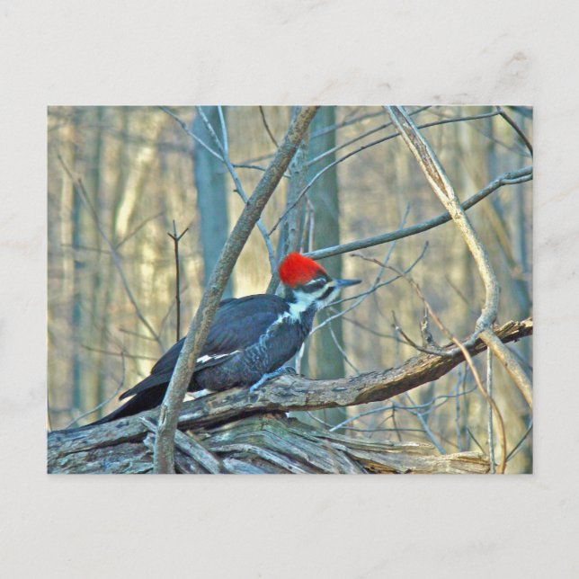 Pileated Woodpecker Coordinated Items Vykort (Framsida)