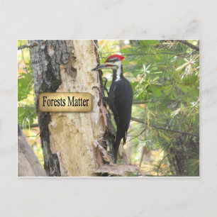 Pileated Woodpecker Ecology Postcard. Vykort