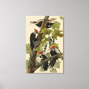 Pileated Woodpecker från Audubon Birds of America Canvastryck