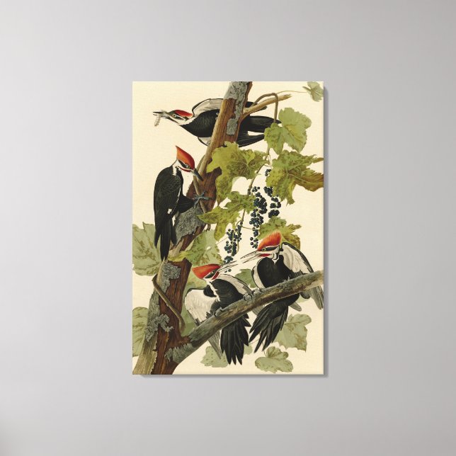 Pileated Woodpecker från Audubon Birds of America Canvastryck (Framsida)