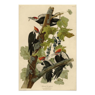 Pileated Woodpecker från Audubon Birds of America Fototryck