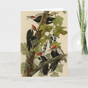 Pileated Woodpecker från Audubon Birds of America Kort