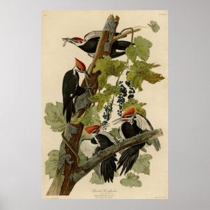 Pileated Woodpecker från Audubon Birds of America Poster