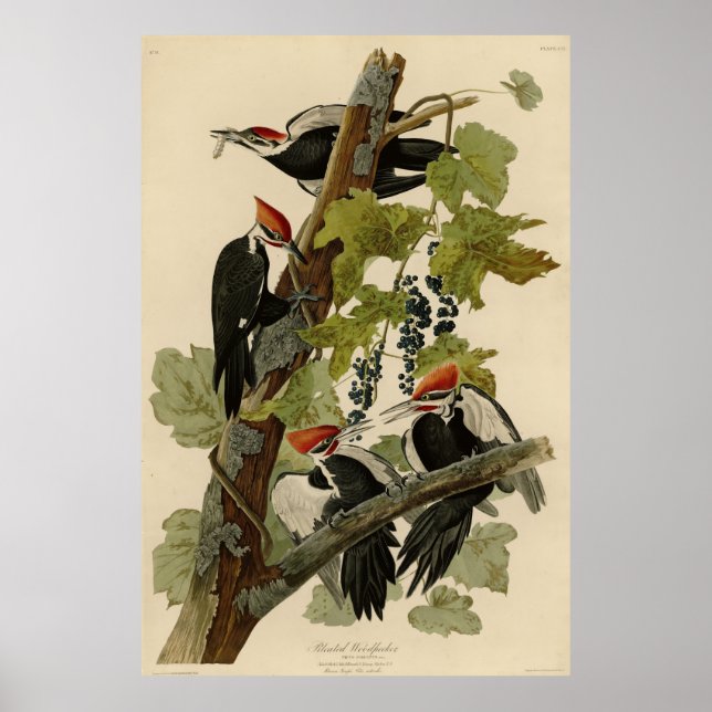 Pileated Woodpecker från Audubon Birds of America Poster (Framsidan)