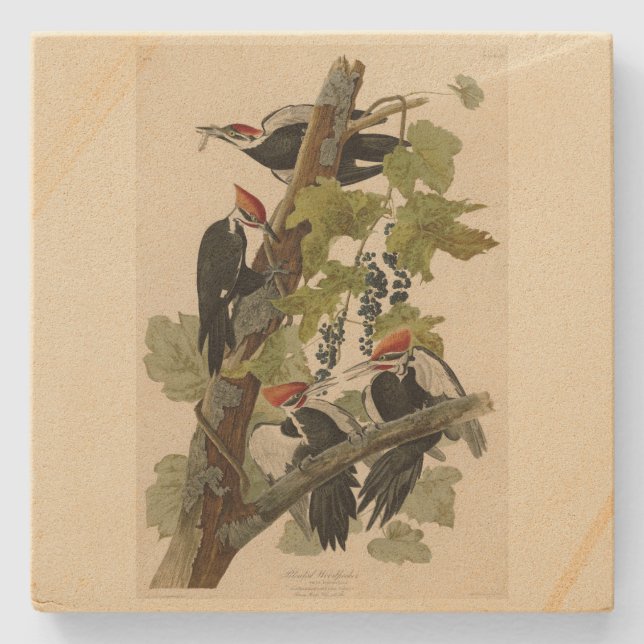 Pileated Woodpecker från Audubon Birds of America Stenunderlägg (Framsidan)