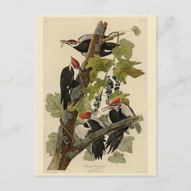 Pileated Woodpecker från Audubon Birds of America Vykort (Framsida)