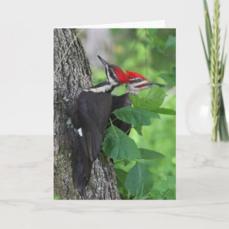 Pileated Woodpecker Greeting Card Kort