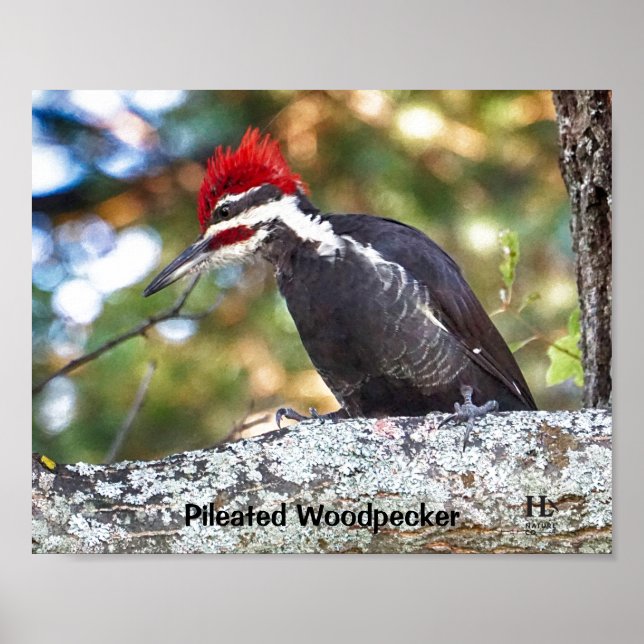 Pileated Woodpecker handjur Poster (Framsidan)