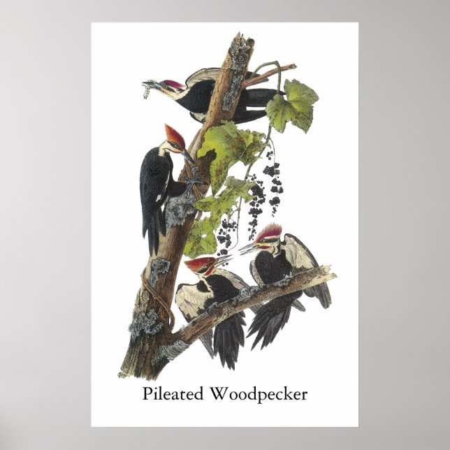Pileated Woodpecker, John Audubon Poster (Framsidan)