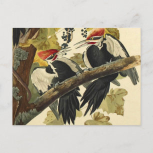 Pileated Woodpecker, John James Audubon Fine Art Vykort
