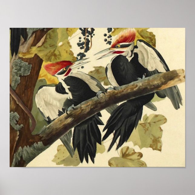 Pileated Woodpecker, John James Audubon Poster (Framsidan)