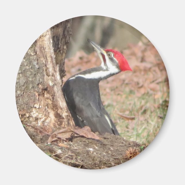 Pileated Woodpecker magnet (Framsidan)