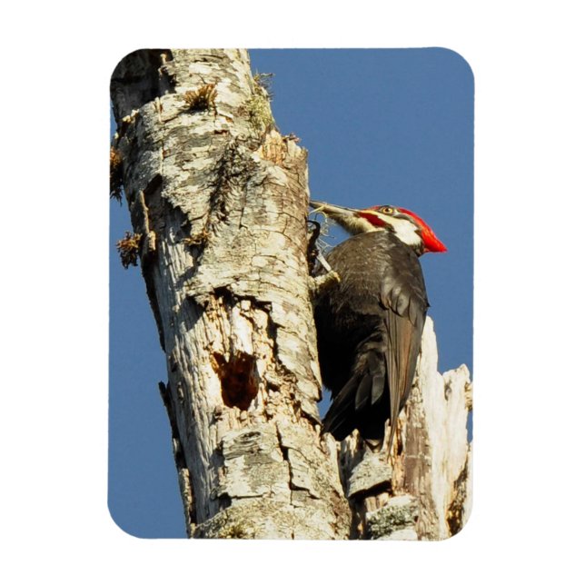 Pileated Woodpecker Magnet (Vertikal)