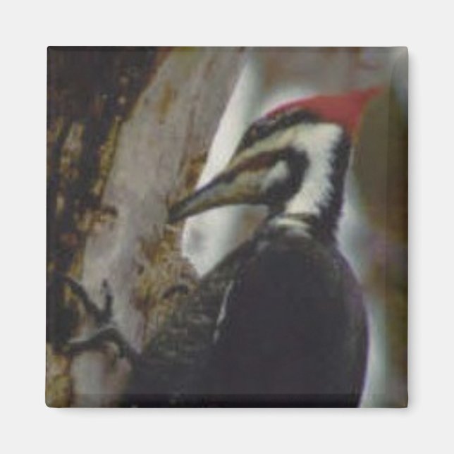 Pileated Woodpecker Magnet (Framsidan)