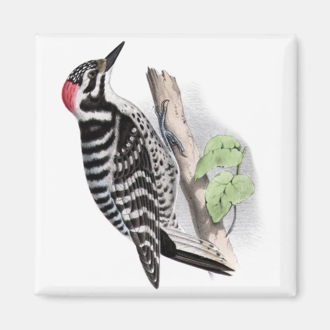 Pileated Woodpecker Magnet (Framsidan)
