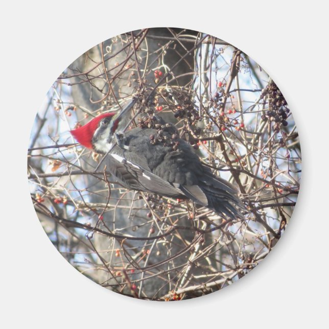 Pileated Woodpecker magnet (Framsidan)