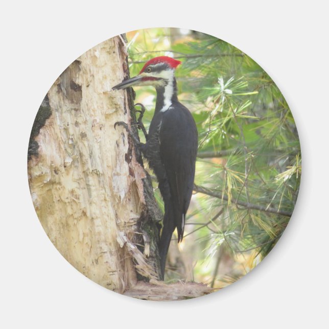 Pileated Woodpecker magnet (Framsidan)