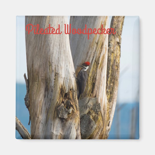 Pileated Woodpecker Magnet (Framsidan)