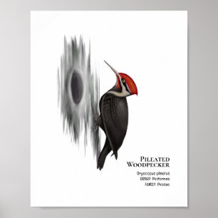 Pileated Woodpecker, Male Bird Poster
