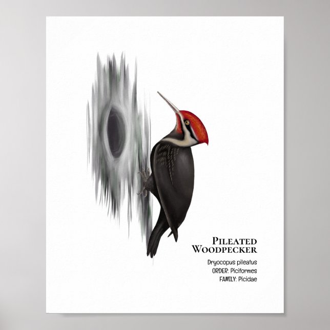 Pileated Woodpecker, Male Bird Poster (Framsidan)