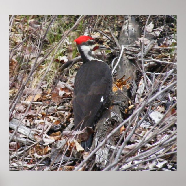 Pileated Woodpecker Pecking Poster (Framsidan)