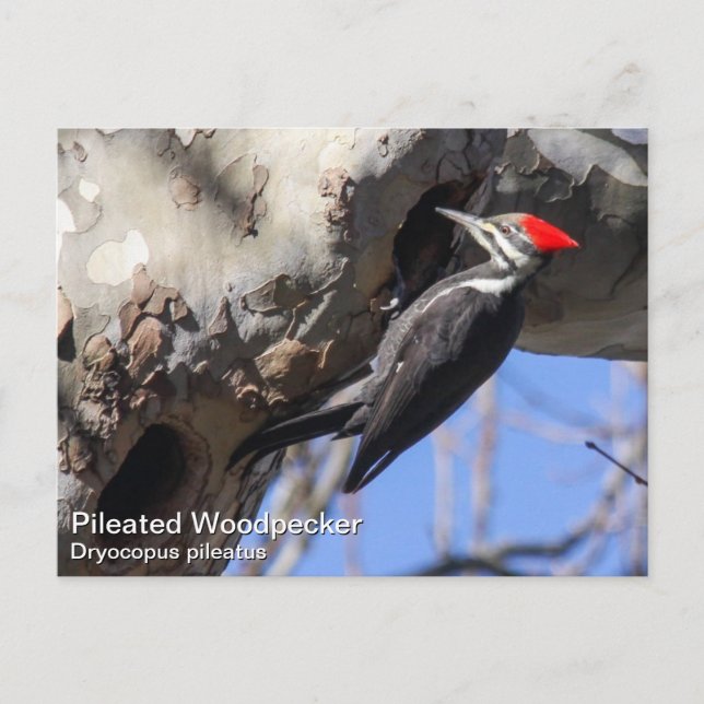 Pileated Woodpecker Vykort (Framsida)