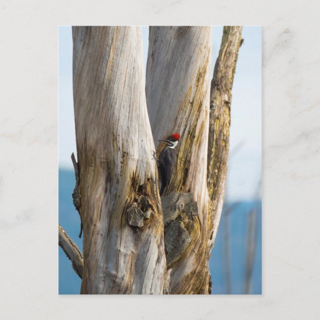 Pileated Woodpecker Vykort (Framsida)