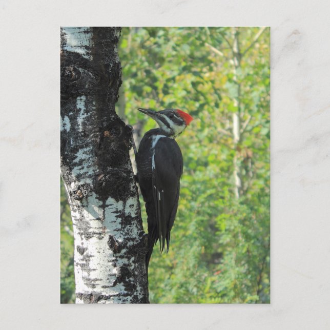 Pileated Woodpecker Vykort (Framsida)