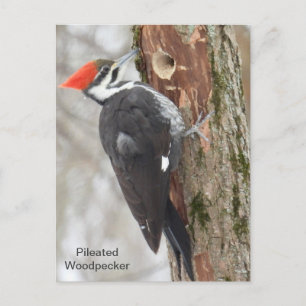 Pileated Woodpecker Vykort