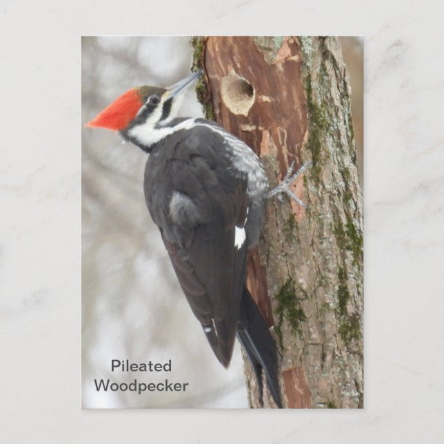 Pileated Woodpecker Vykort (Framsida)