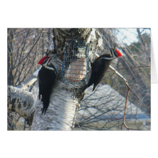 Pileated Woodpeckers OBS Kort