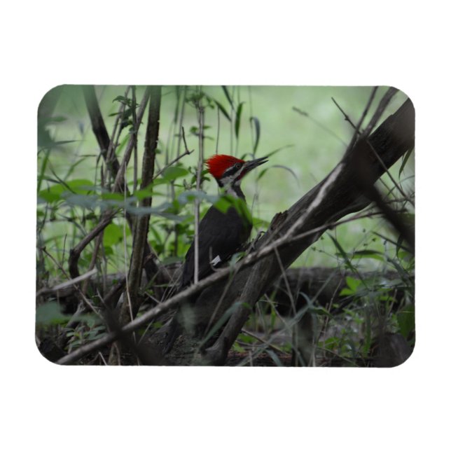 Pileed Woodpecker-fotomagnet Magnet (Horisontell)