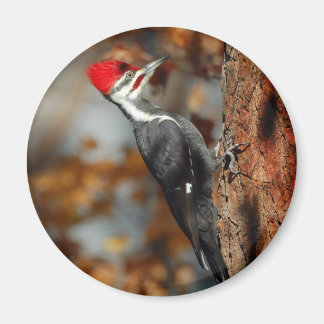 Pileed woodpecker magnet