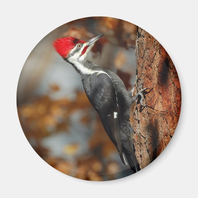 Pileed woodpecker magnet (Framsidan)
