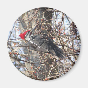Pileed Woodpecker magnet
