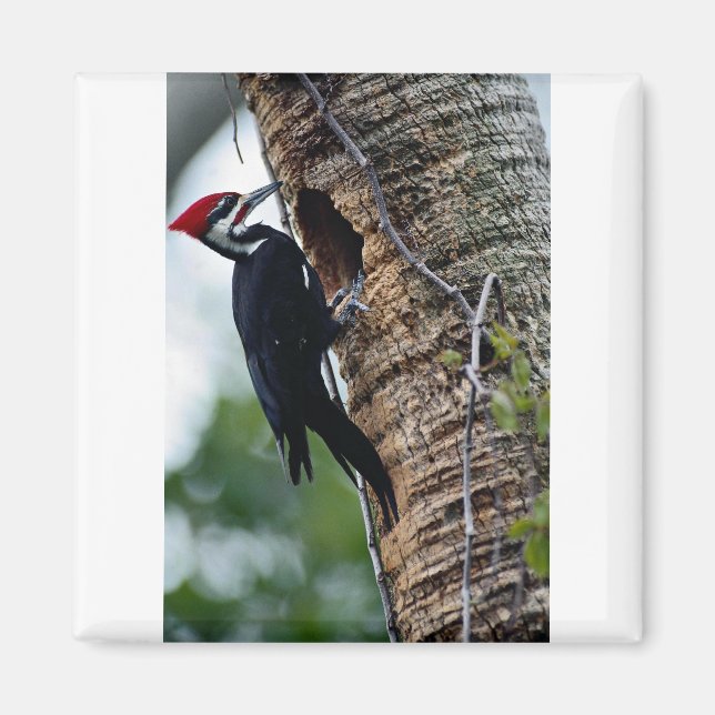 Pileed woodpecker magnet (Framsidan)