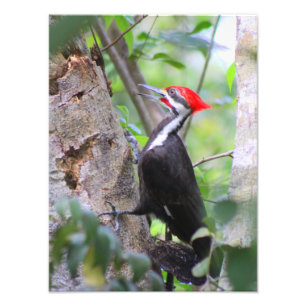 Pileed Woodpecker Photo Print Fototryck