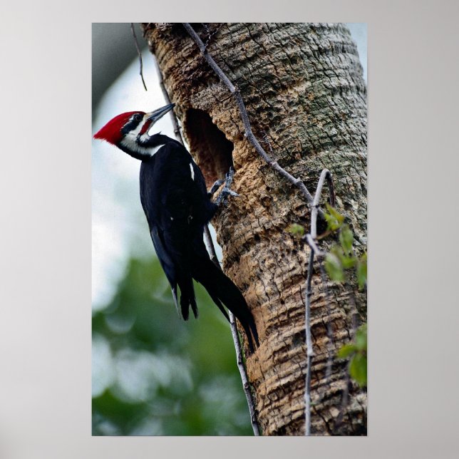 Pileed woodpecker poster (Framsidan)