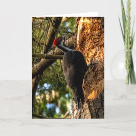 Pileed Woodpecker - tackkort