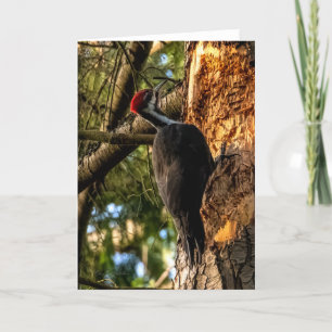 Pileed Woodpecker - tackkort
