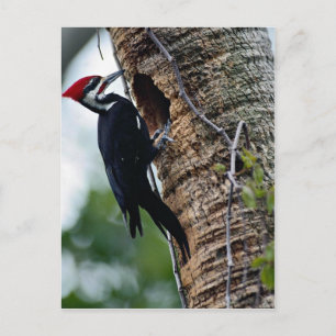 Pileed woodpecker vykort