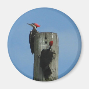 Pileed Woodpeckers Magnet