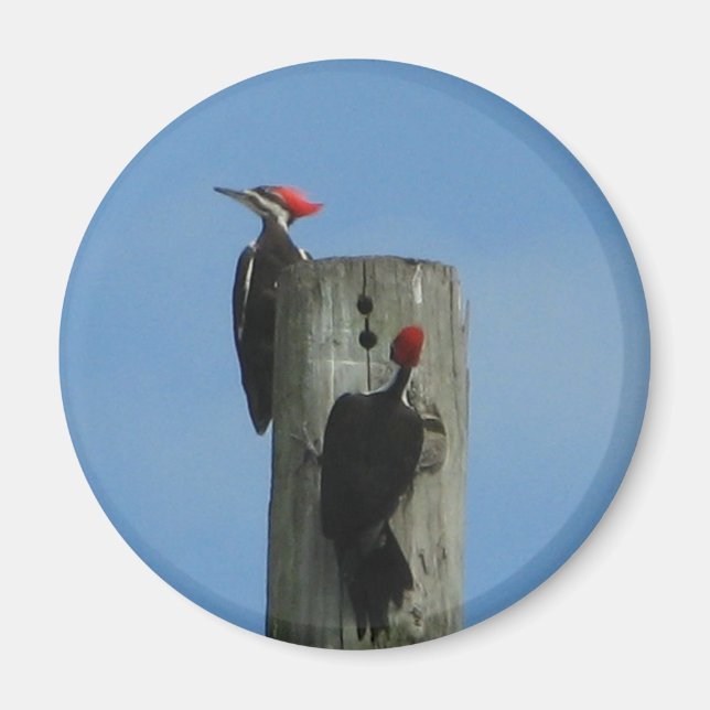 Pileed Woodpeckers Magnet (Framsidan)