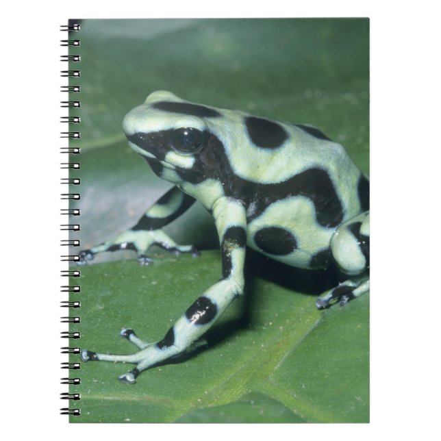 Pilgiftgroda, (Dendrobates auratus) Cahuita Anteckningsbok Med Spiral (Framsidan)