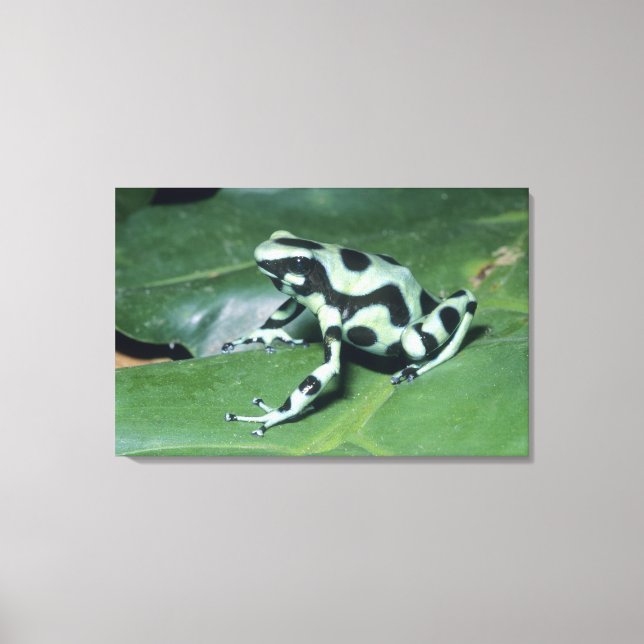 Pilgiftgroda, (Dendrobates auratus) Cahuita Canvastryck (Framsida)