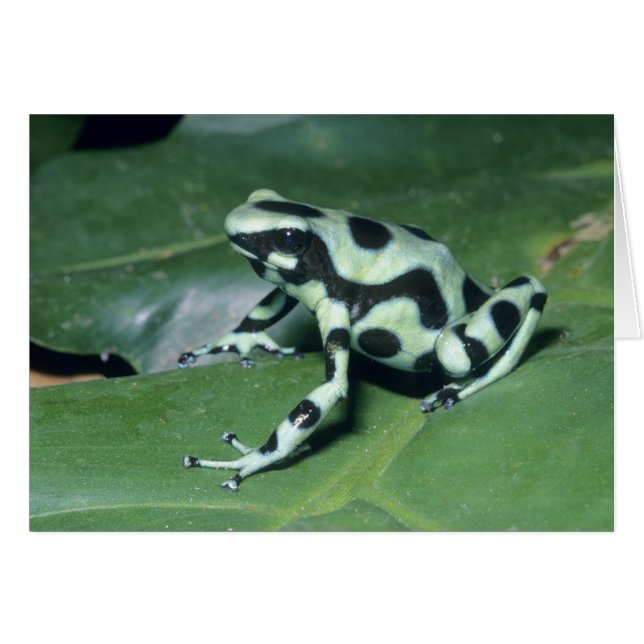 Pilgiftgroda, (Dendrobates auratus) Cahuita Hälsningskort (Framsidan Horizontal)