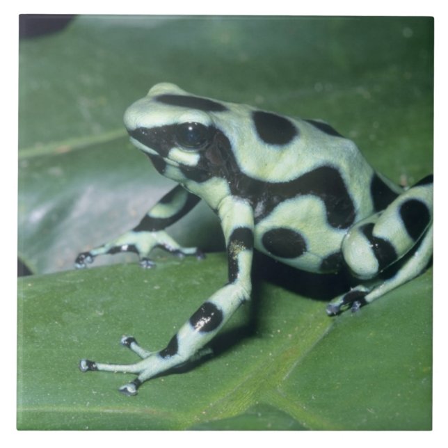 Pilgiftgroda, (Dendrobates auratus) Cahuita Kakelplatta (Framsidan)