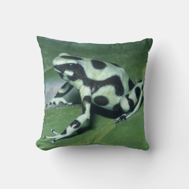 Pilgiftgroda, (Dendrobates auratus) Cahuita Kudde (Framsida)