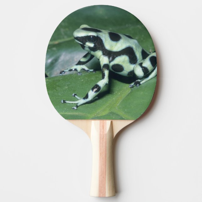 Pilgiftgroda, (Dendrobates auratus) Cahuita Pingisracket (Framsidan)