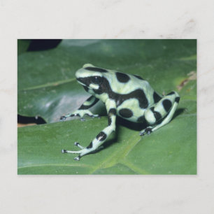 Pilgiftgroda, (Dendrobates auratus) Cahuita Vykort
